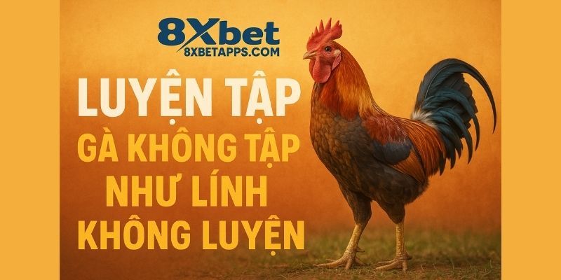 Kinh nghiệm nuôi gà đá cho thấy luyện tập đúng giúp gà sung sức, phản xạ tốt và bền đòn