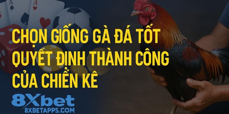 Kinh nghiệm nuôi gà đá - Chọn giống gà đá tốt quyết định thành công của chiến kê