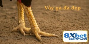 Vảy Gà Đá Đẹp: Phân Loại, Ý Nghĩa Và Cách Xem Chuẩn Nhất
